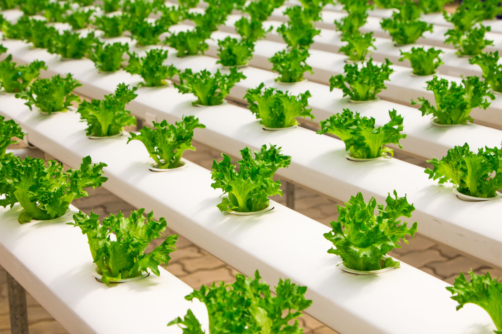 Canon EOS 550D (EOS Rebel T2i / EOS Kiss X4) sample photo. Agriculture, basil, bunch, cultivation photography