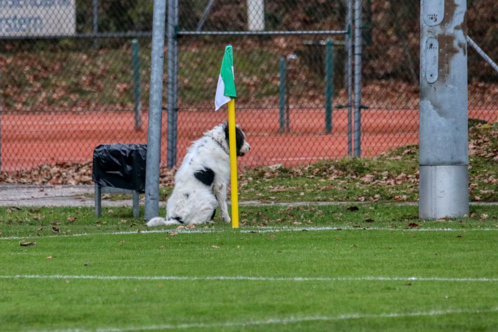 Canon EOS 80D sample photo. Dog, corner flag, football photography
