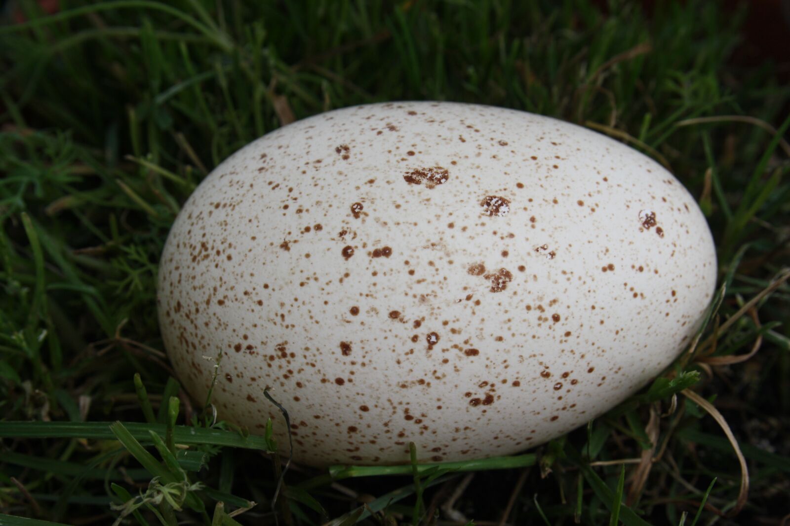 Canon EOS 1000D (EOS Digital Rebel XS / EOS Kiss F) sample photo. Goose egg, egg, goose photography
