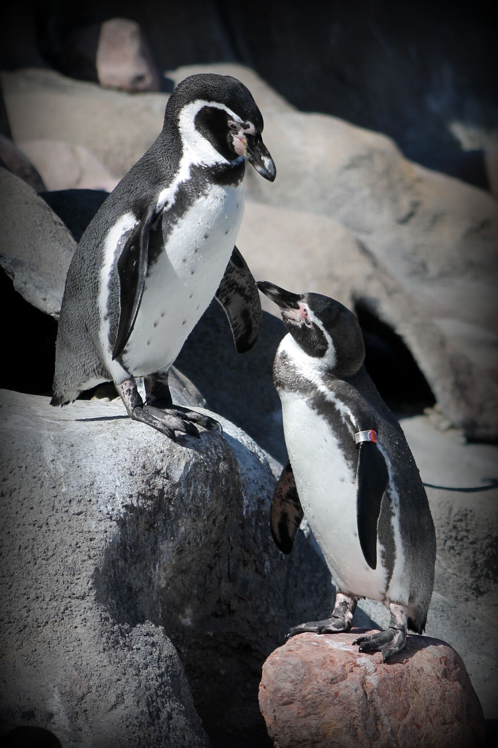 Canon EF 75-300mm f/4-5.6 sample photo. Penguin, zoo, animal photography