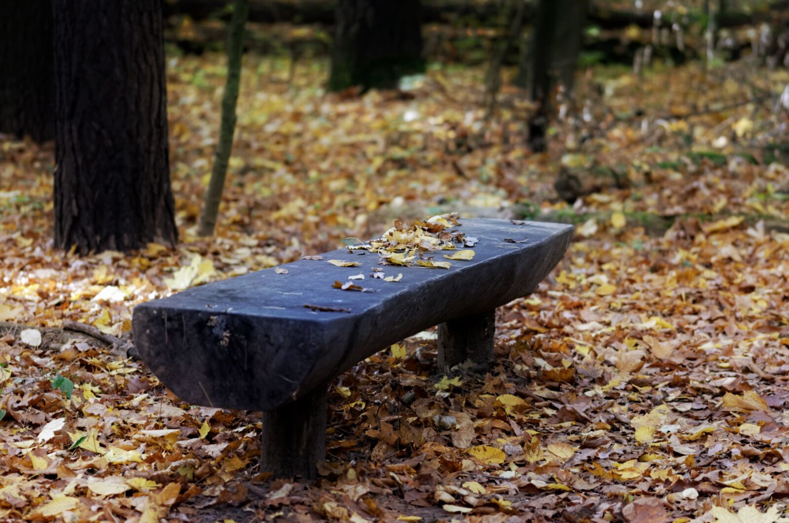 Nikon D5100 sample photo. Landscape, leaves, rust photography