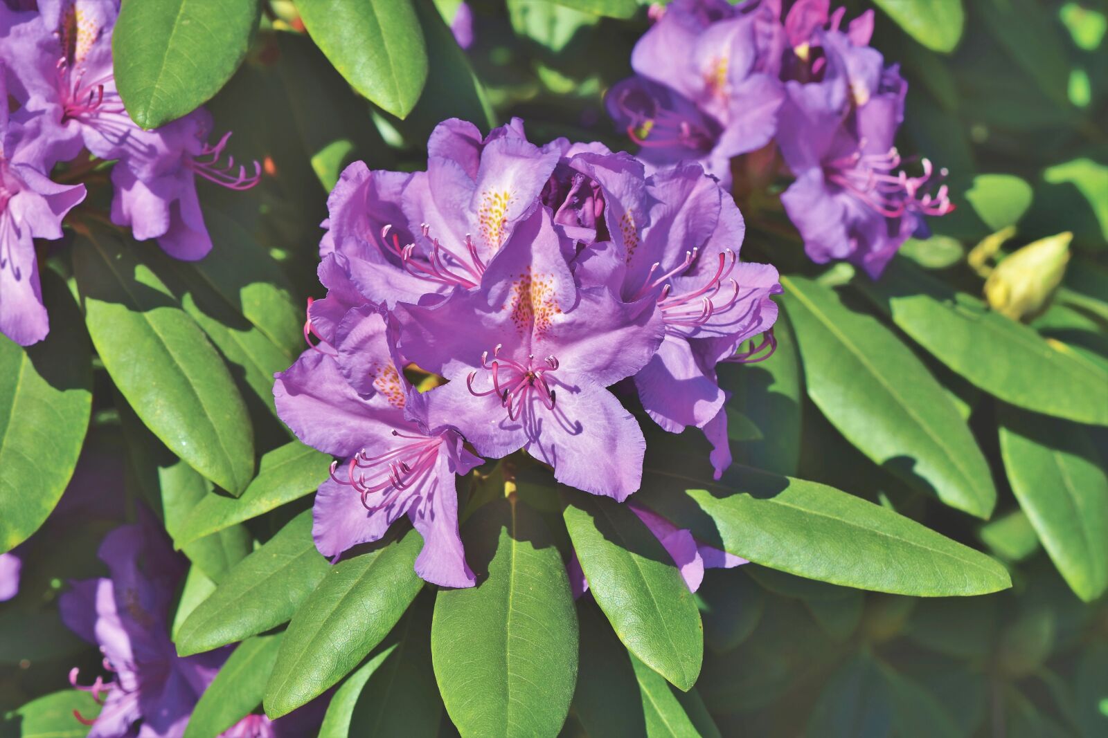 Nikon D7200 sample photo. Rhododendron, rhododendron buds, rhododendron photography