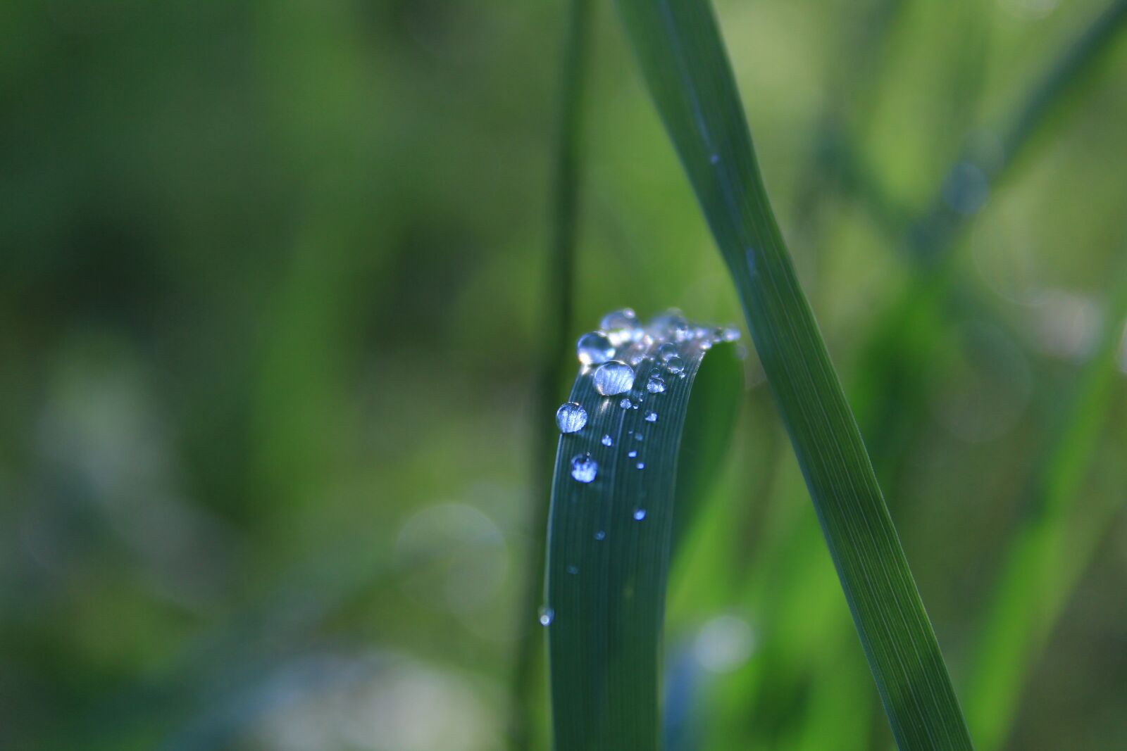 Canon EOS 1300D (EOS Rebel T6 / EOS Kiss X80) sample photo. Dewdrops, grass, spring photography