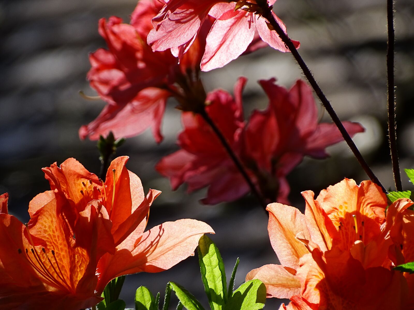 Sony Cyber-shot DSC-HX400V sample photo. Flowers, azalea, bloom photography