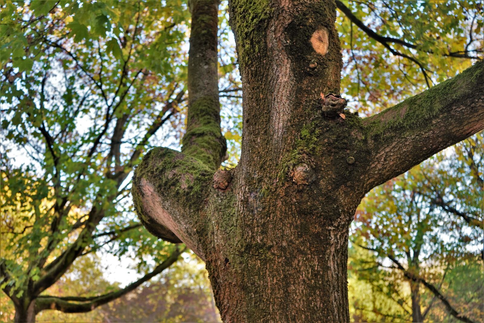 Sony a7 + Sony FE 28-70mm F3.5-5.6 OSS sample photo. Tree, case, autumn photography