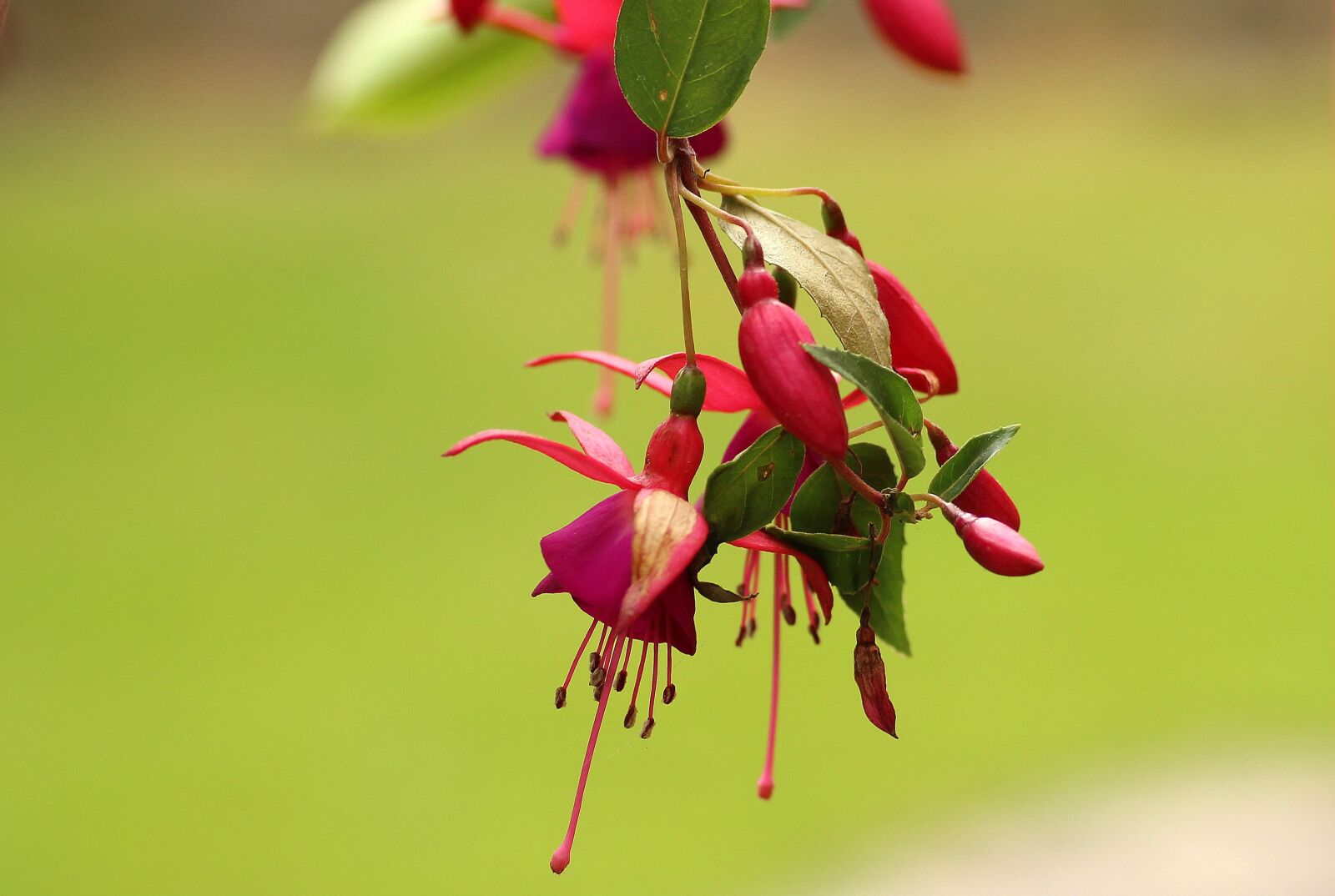Canon EOS 1200D (EOS Rebel T5 / EOS Kiss X70 / EOS Hi) sample photo. Fuchsia, flowerpots, houseplant photography
