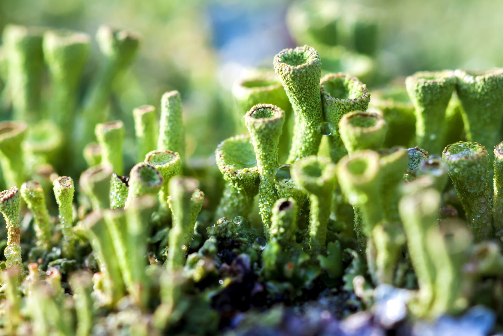 Canon EOS 50D + Canon EF 100mm F2.8 Macro USM sample photo. Macro, green, moss photography