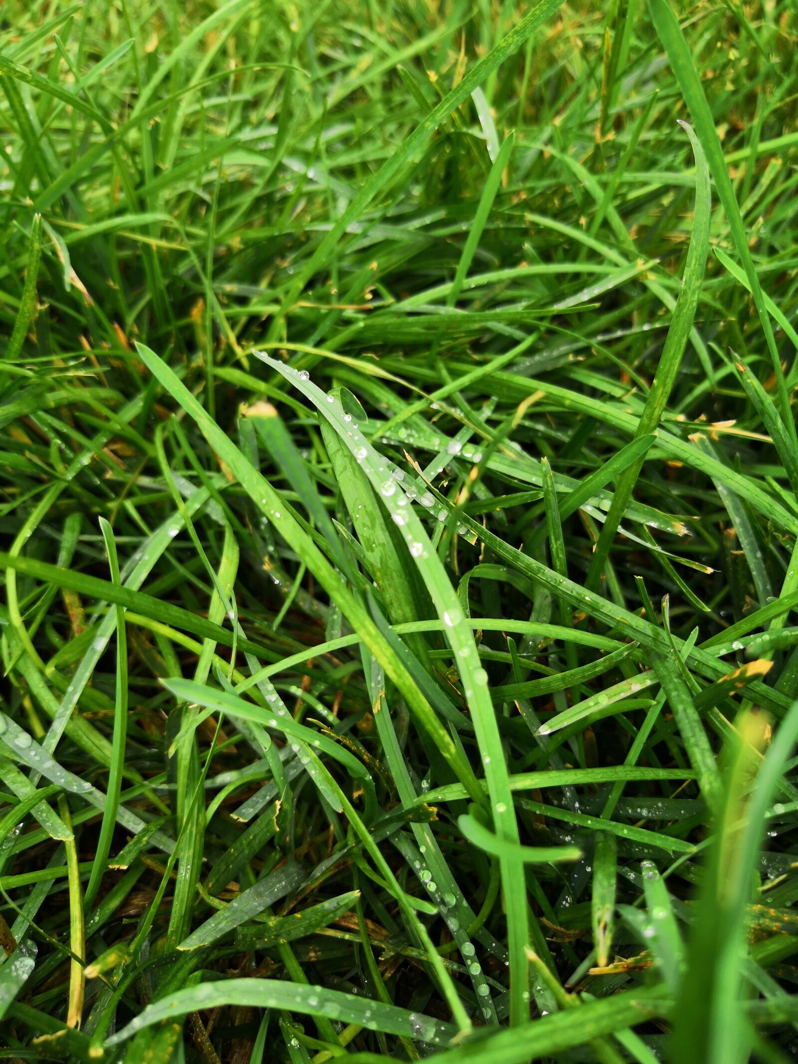HUAWEI Honor View 10 sample photo. Grass, dew, nature photography