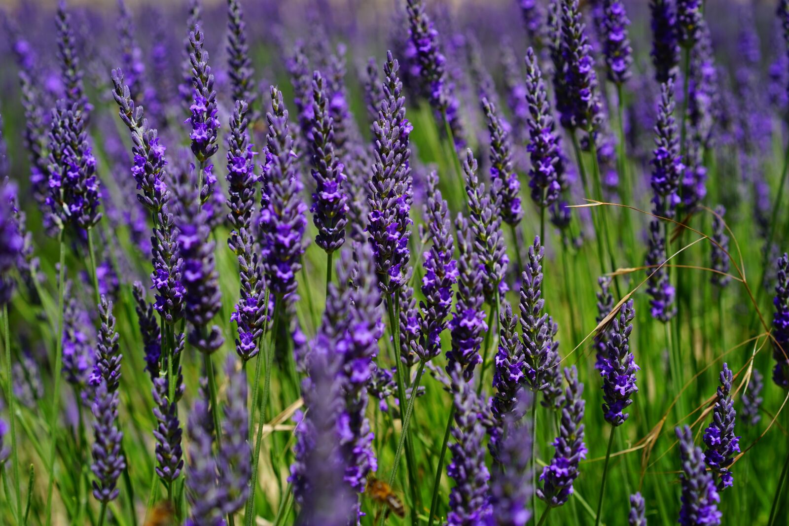Sony a7 + Sony Sonnar T* FE 55mm F1.8 ZA sample photo. Lavender flowers, blue, flowers photography