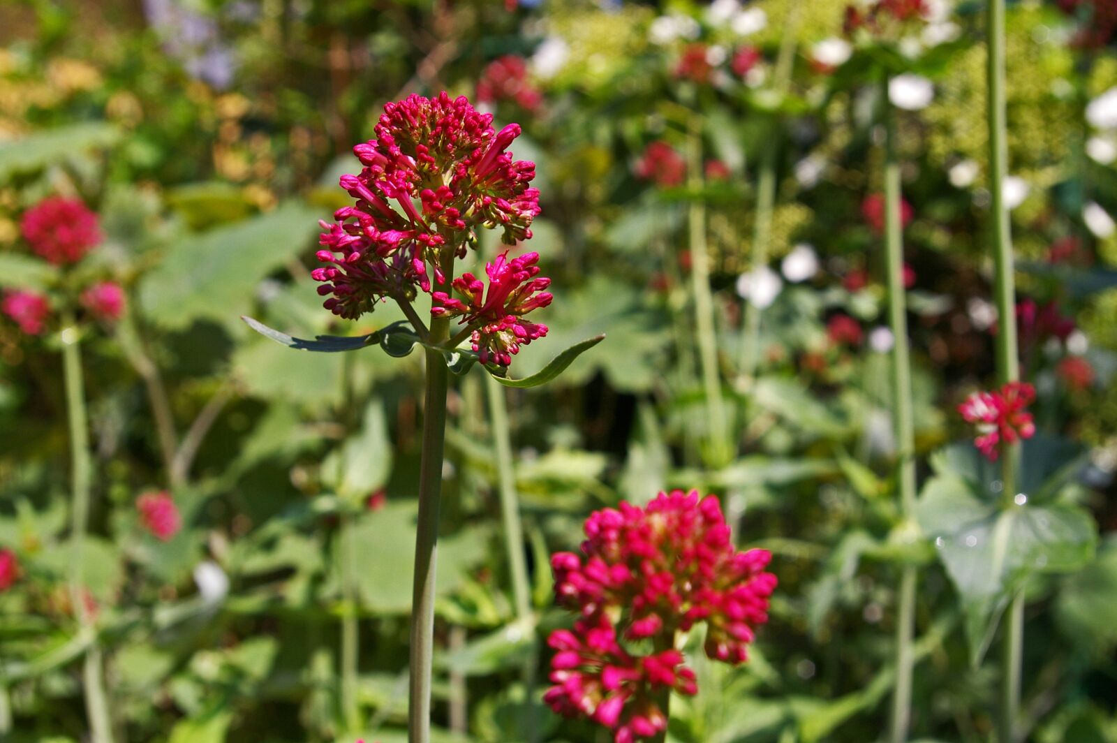 Pentax *ist DL2 sample photo. Spur flower, red spur photography