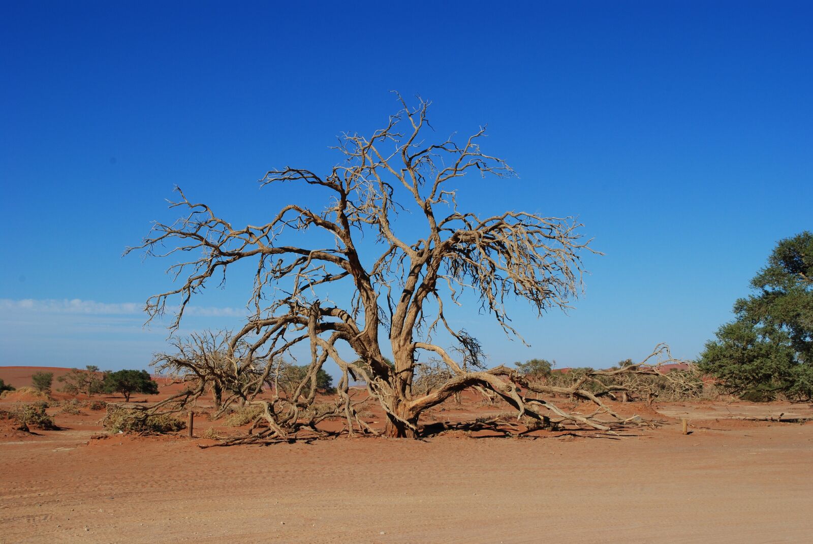 Nikon D3000 sample photo. Namibia, africa, sossusvlei photography