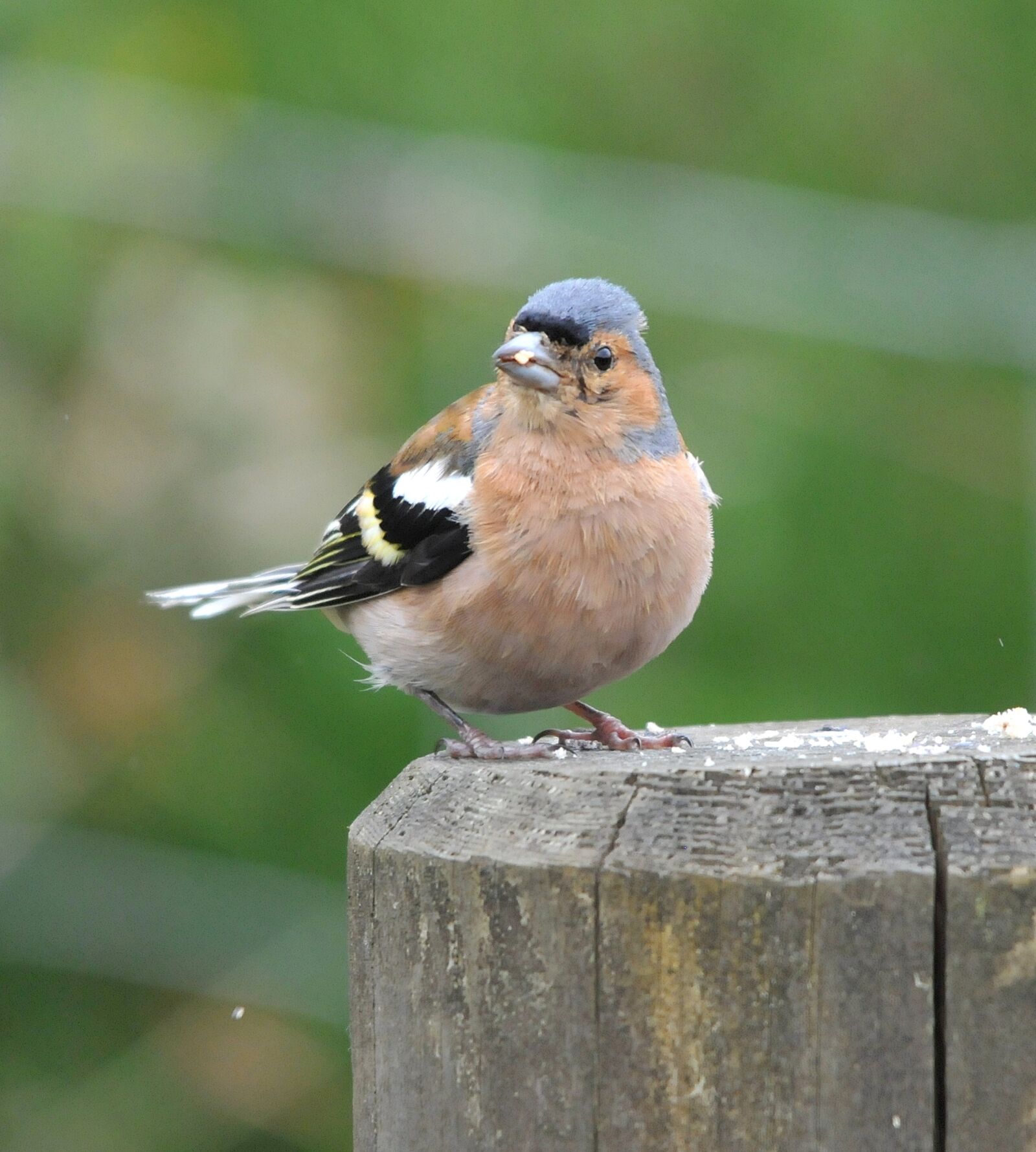 Nikon D300 sample photo. Chaffinch, garden, bird photography