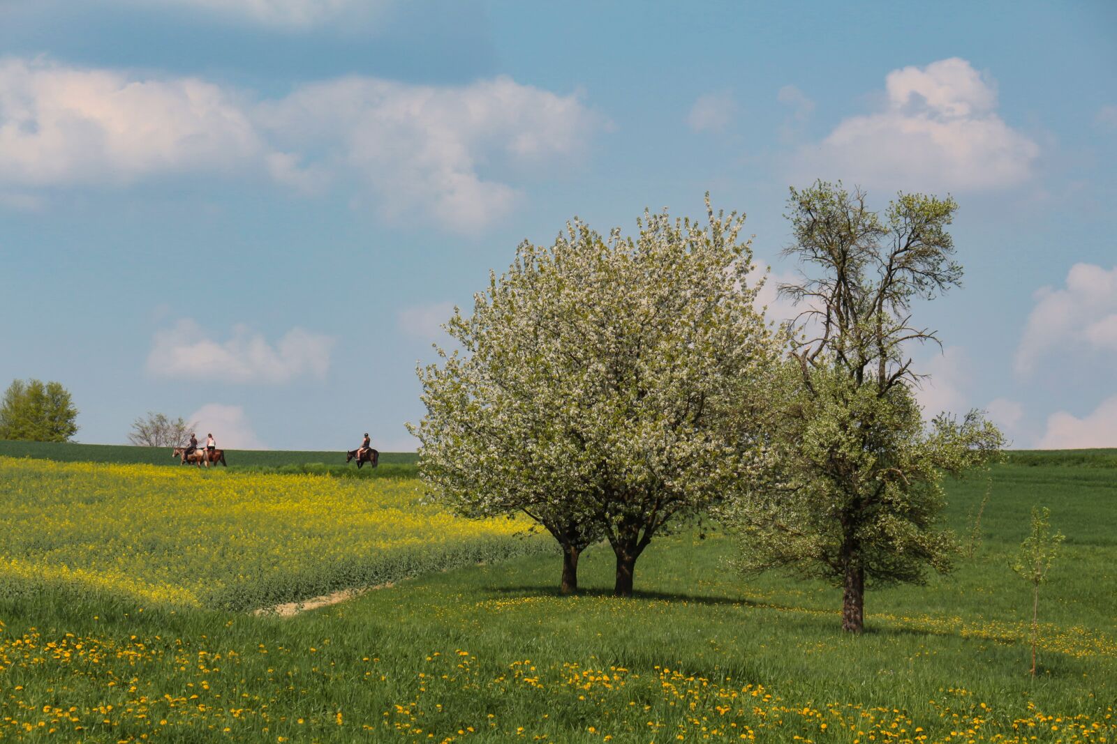 Canon EOS 700D (EOS Rebel T5i / EOS Kiss X7i) sample photo. Tree, landscape, nature photography