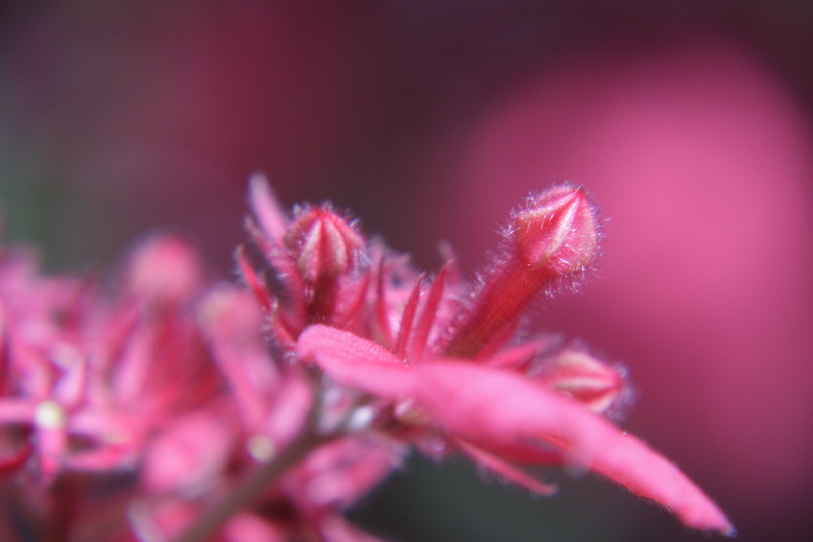 Canon EOS 450D (EOS Rebel XSi / EOS Kiss X2) sample photo. Flower, red, cocoon photography
