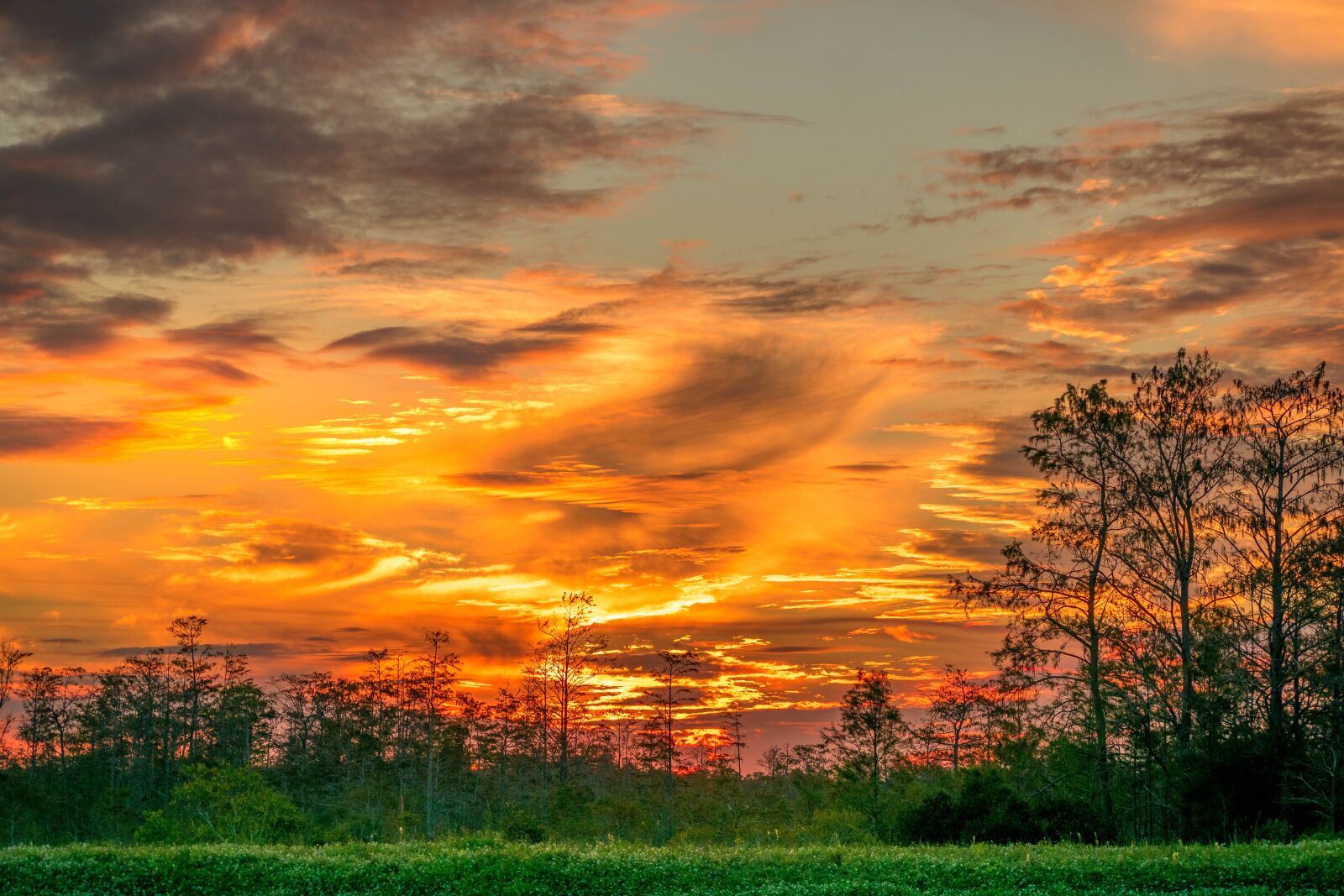 Nikon D5300 sample photo. Swamp, dusk, south photography
