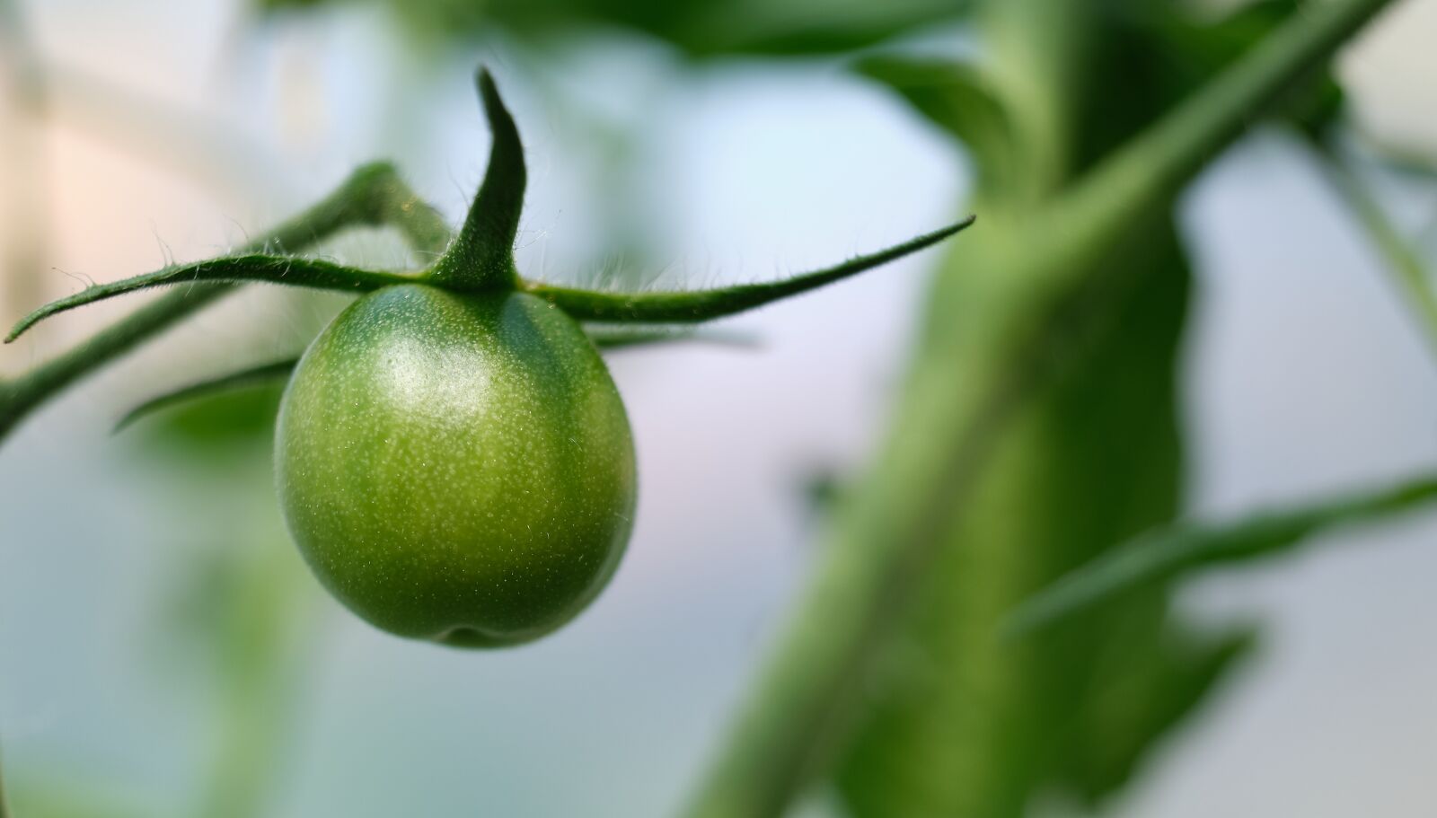 Fujifilm XF 18-55mm F2.8-4 R LM OIS sample photo. Tomato, growth, green photography