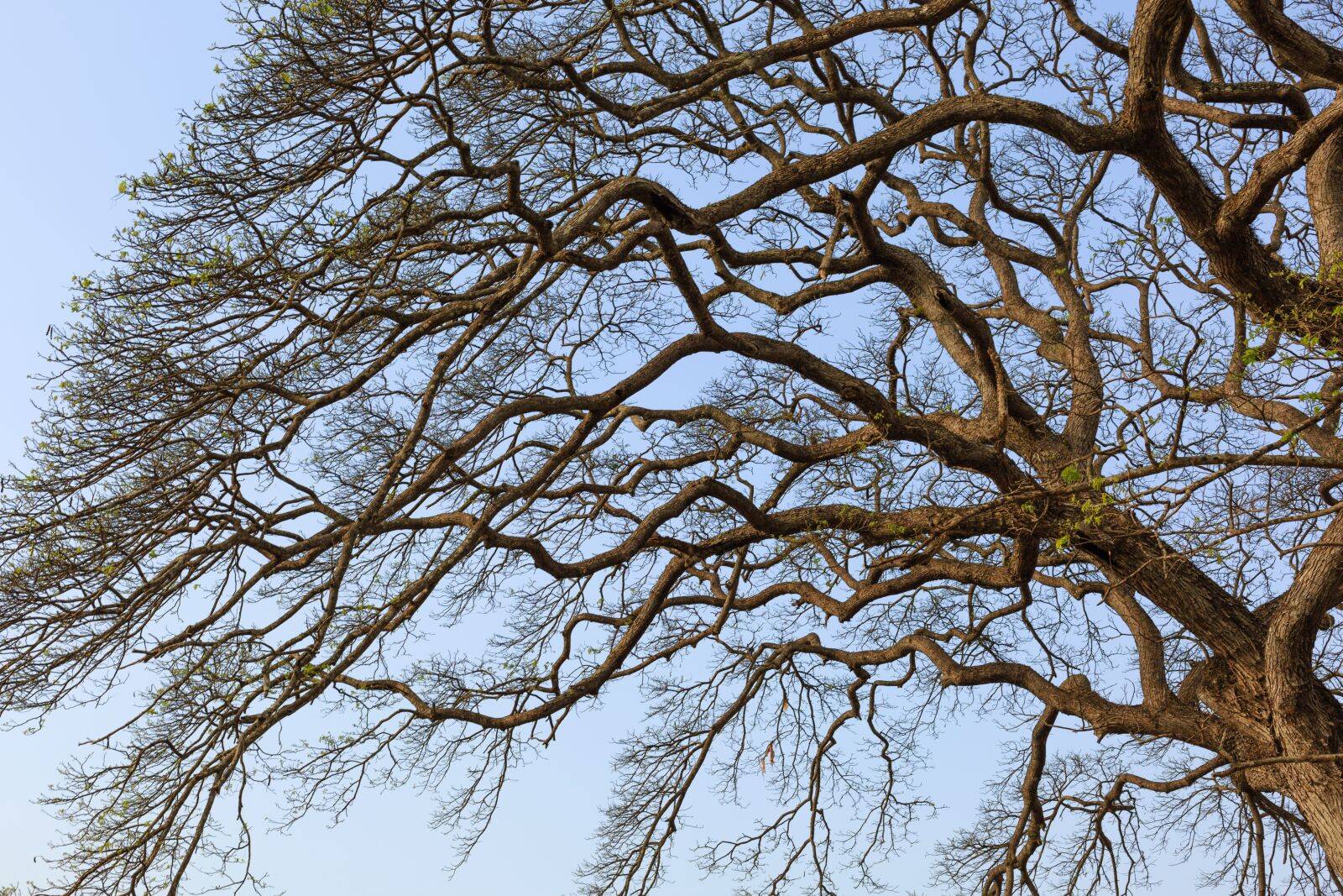 Ветвистое дерево кудрявое
