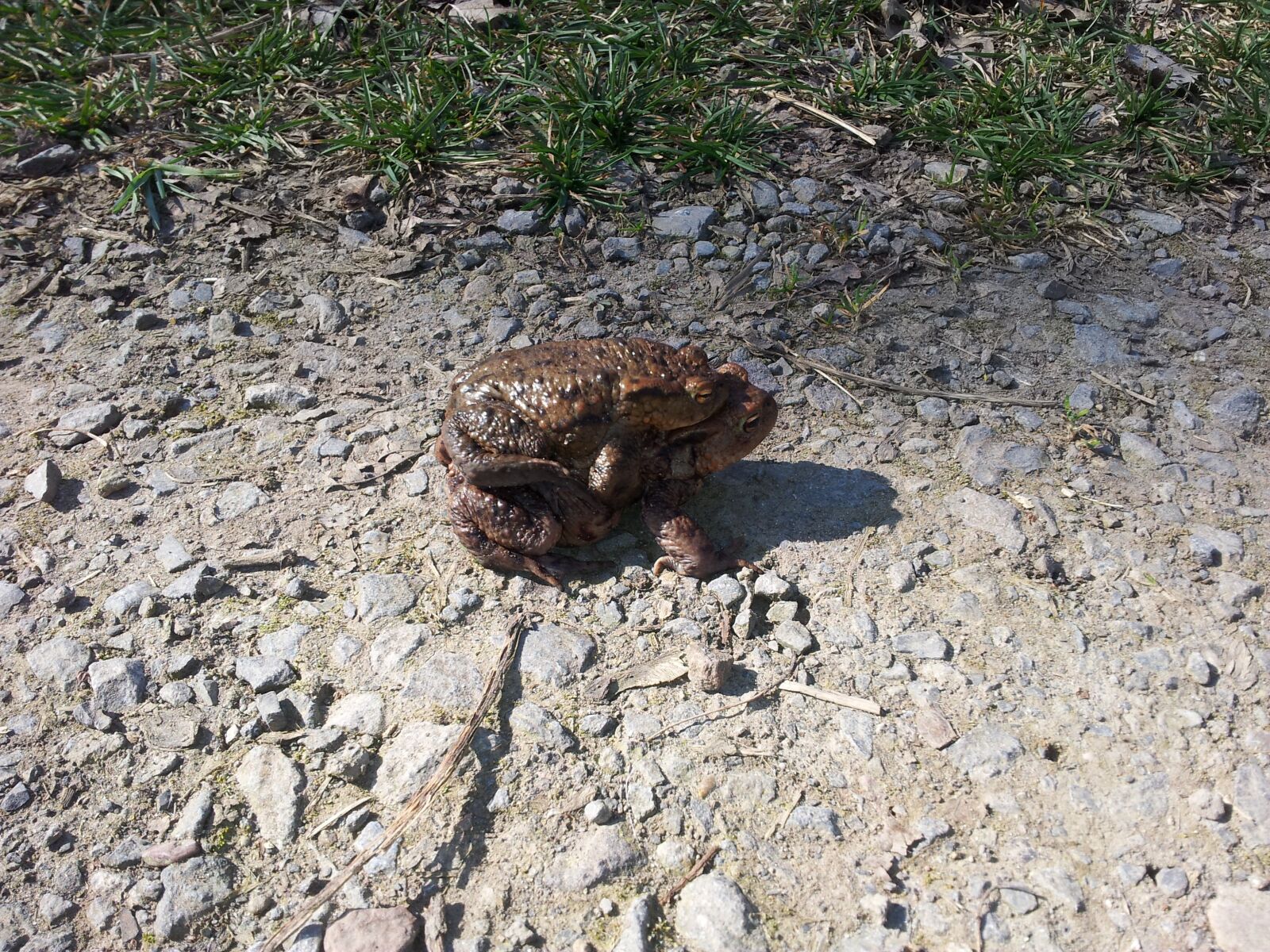 Samsung Galaxy S2 sample photo. Toads, pairing, frog photography