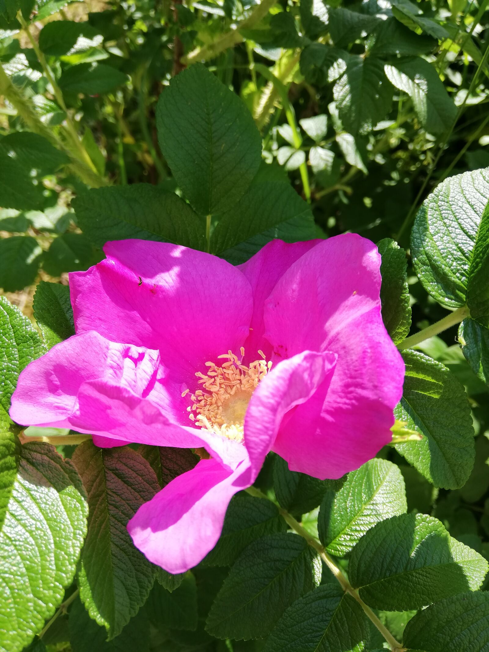 HUAWEI P20 lite sample photo. Rose, red, day photography