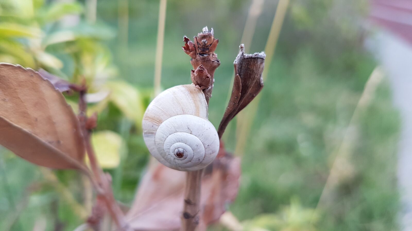 Samsung Galaxy S7 Edge sample photo. Nature, animals, snails photography