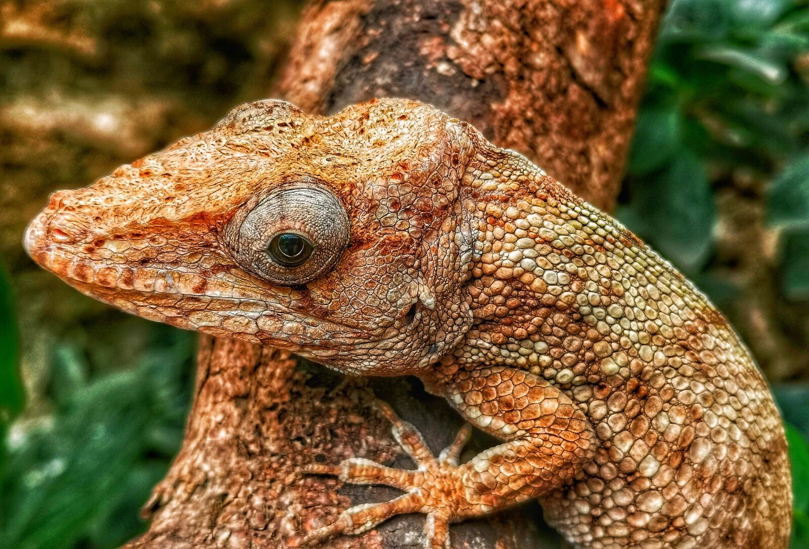 HUAWEI LYA-L29 sample photo. Wild, wild animal, animal photography