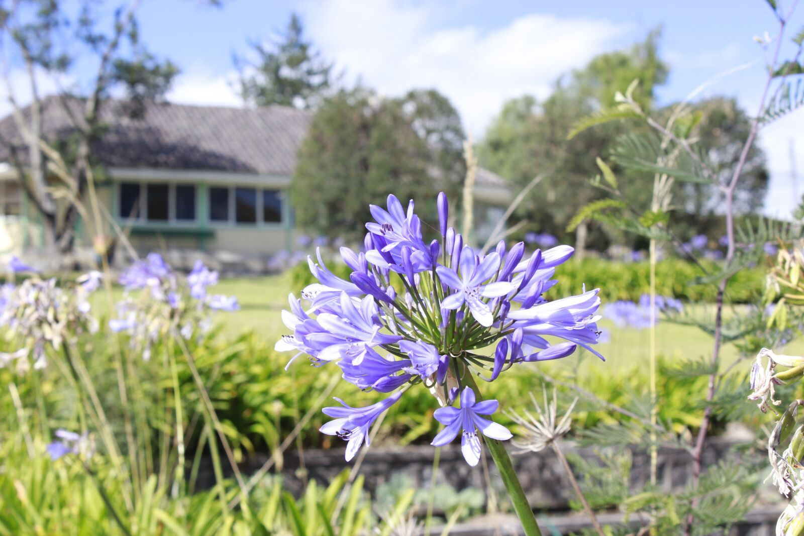 Canon EOS 1200D (EOS Rebel T5 / EOS Kiss X70 / EOS Hi) sample photo. Ecuador, flower, cabin photography
