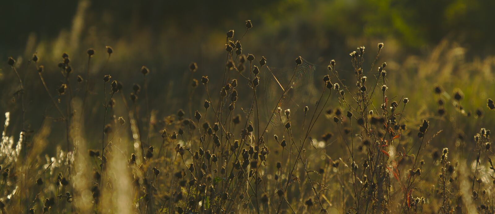 Sony FE 70-300mm F4.5-5.6 G OSS sample photo. Wildflowers, grass, meadow photography