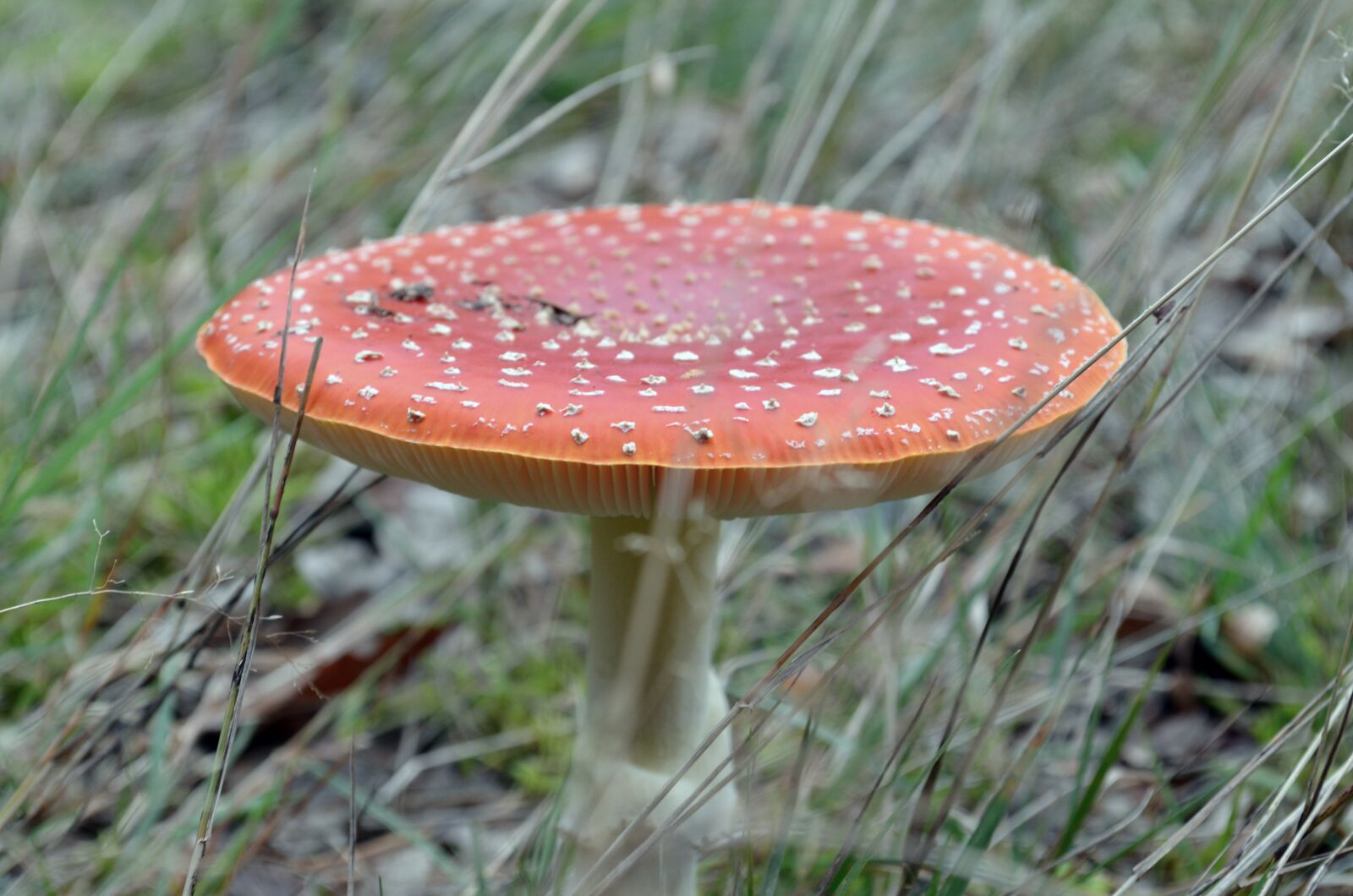 Nikon D5100 sample photo. Mushroom, forest, red photography