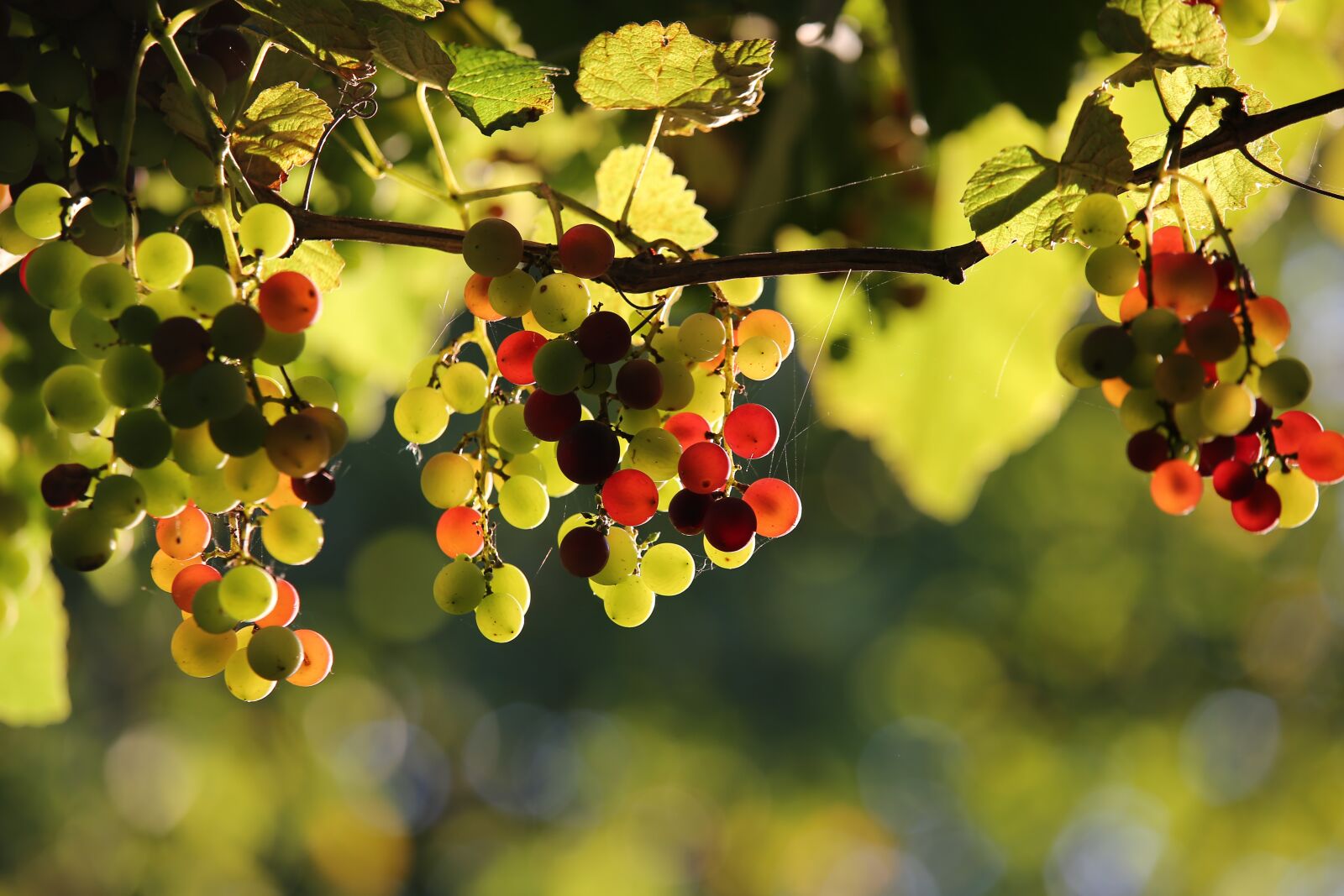 Tamron 70-210mm F4 Di VC USD sample photo. Isabella grapes, grapes, grape photography