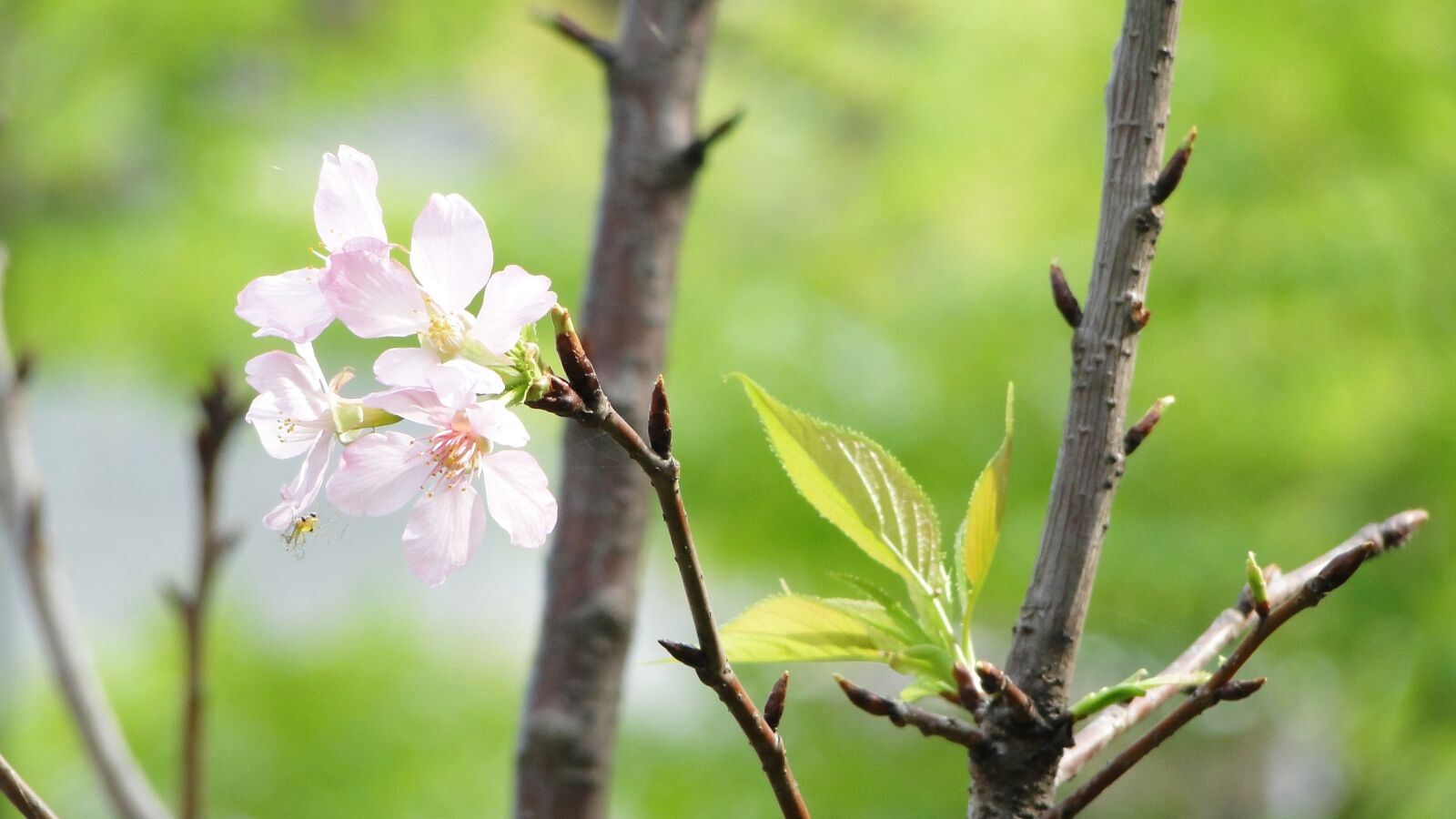 Sony Cyber-shot DSC-HX1 sample photo. Flowering, cherry blossoms, spring photography