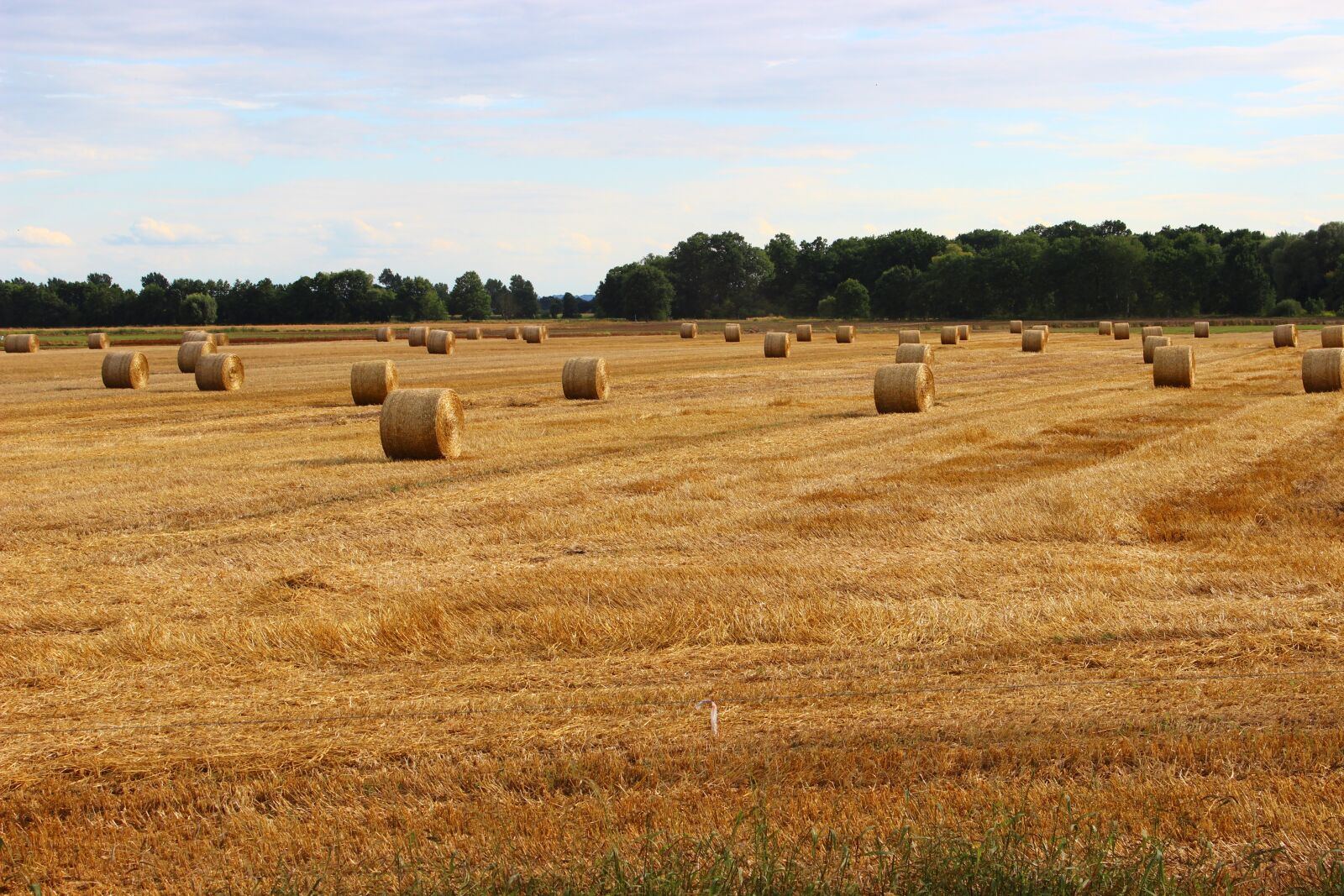 Canon EOS 600D (Rebel EOS T3i / EOS Kiss X5) sample photo. Agriculture, village, corn photography