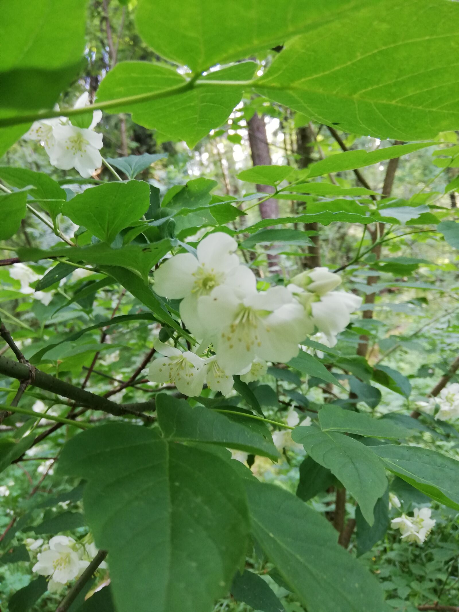 HUAWEI P20 lite sample photo. White, branch, flowers photography