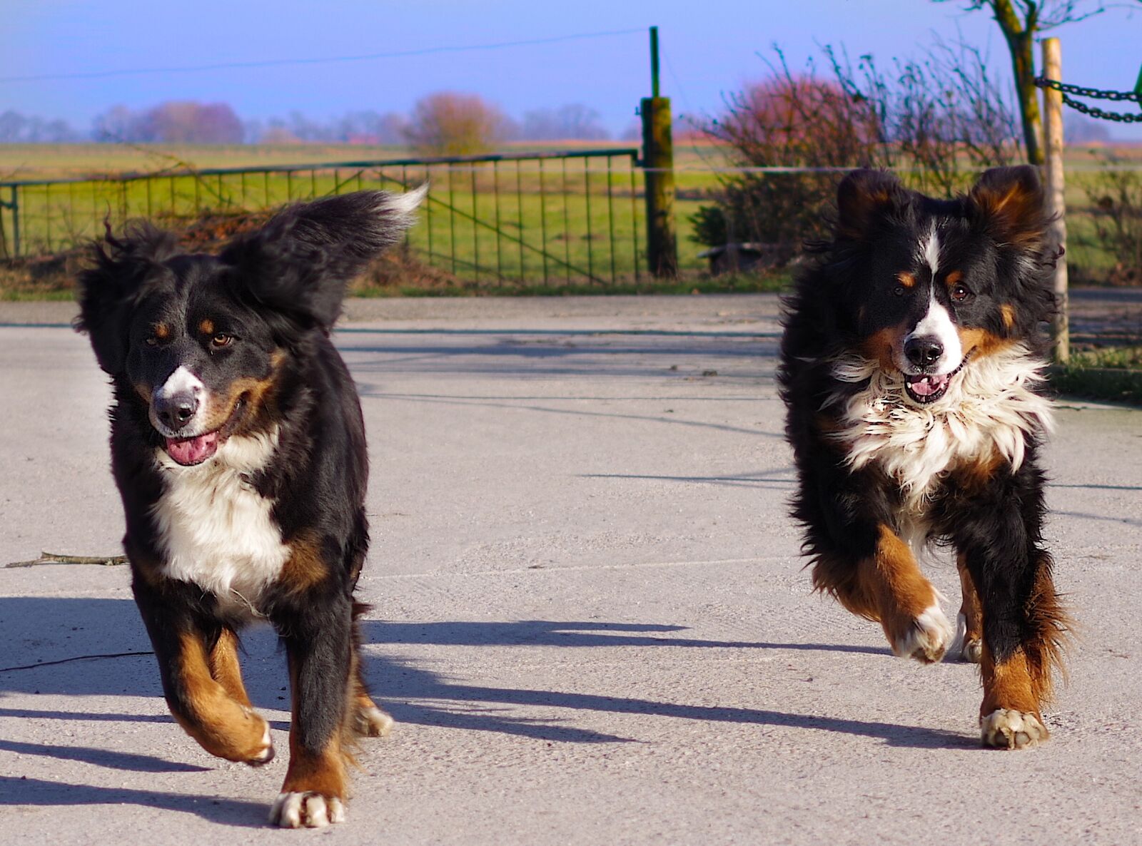 Pentax K-70 sample photo. Bernese mountain dog, race photography