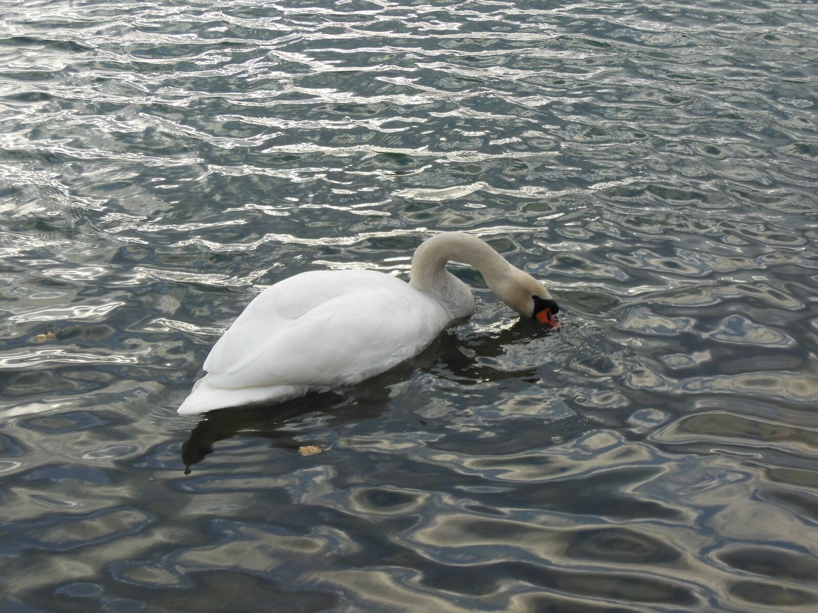 Nikon Coolpix S6300 sample photo. Swan, water, bird photography