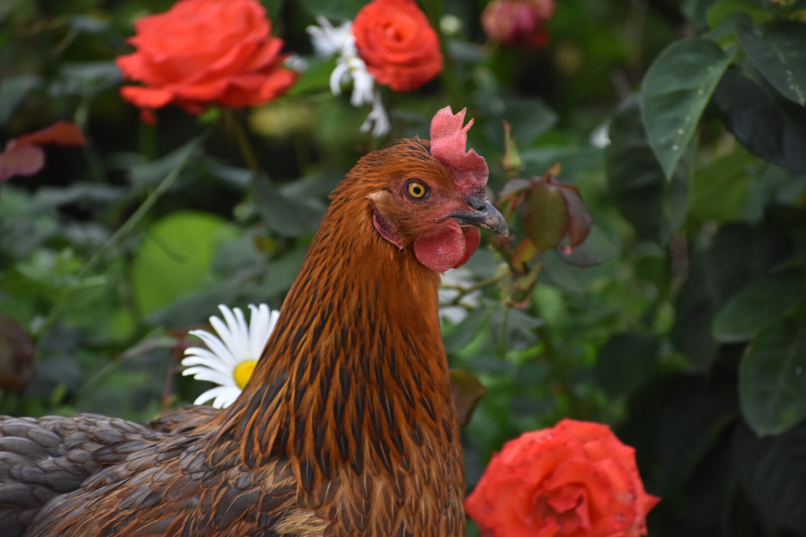 Nikon D3400 sample photo. Chicken, bird, plumage photography