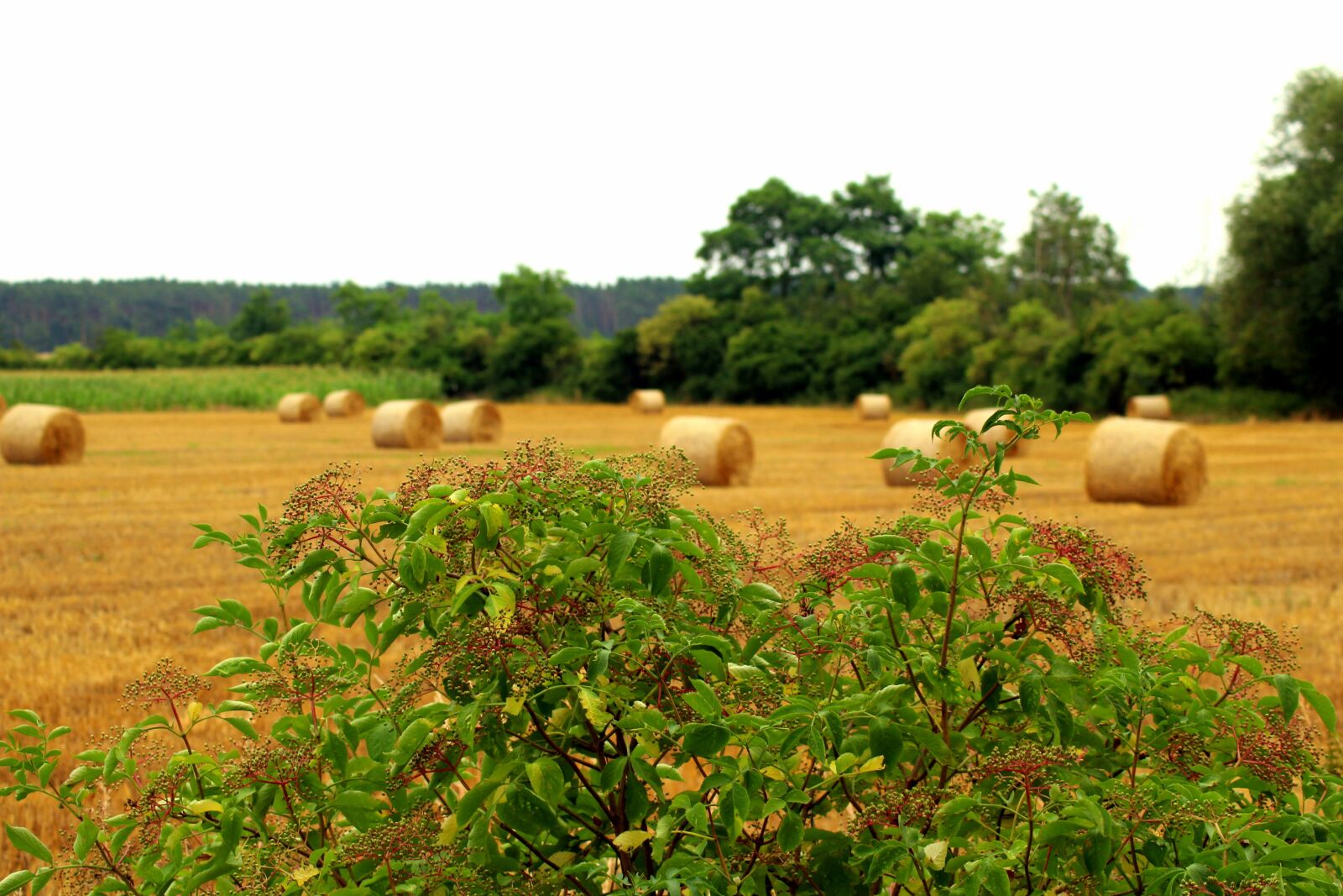 Canon EOS 1200D (EOS Rebel T5 / EOS Kiss X70 / EOS Hi) sample photo. Field, harvest, summer photography