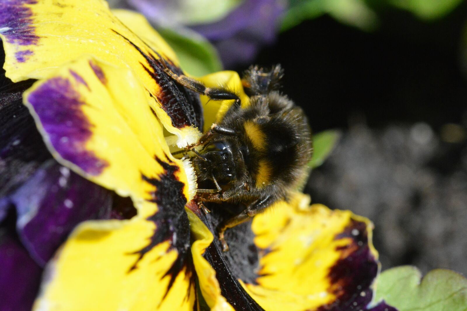 Nikon D5200 sample photo. Nature, insect, flower photography
