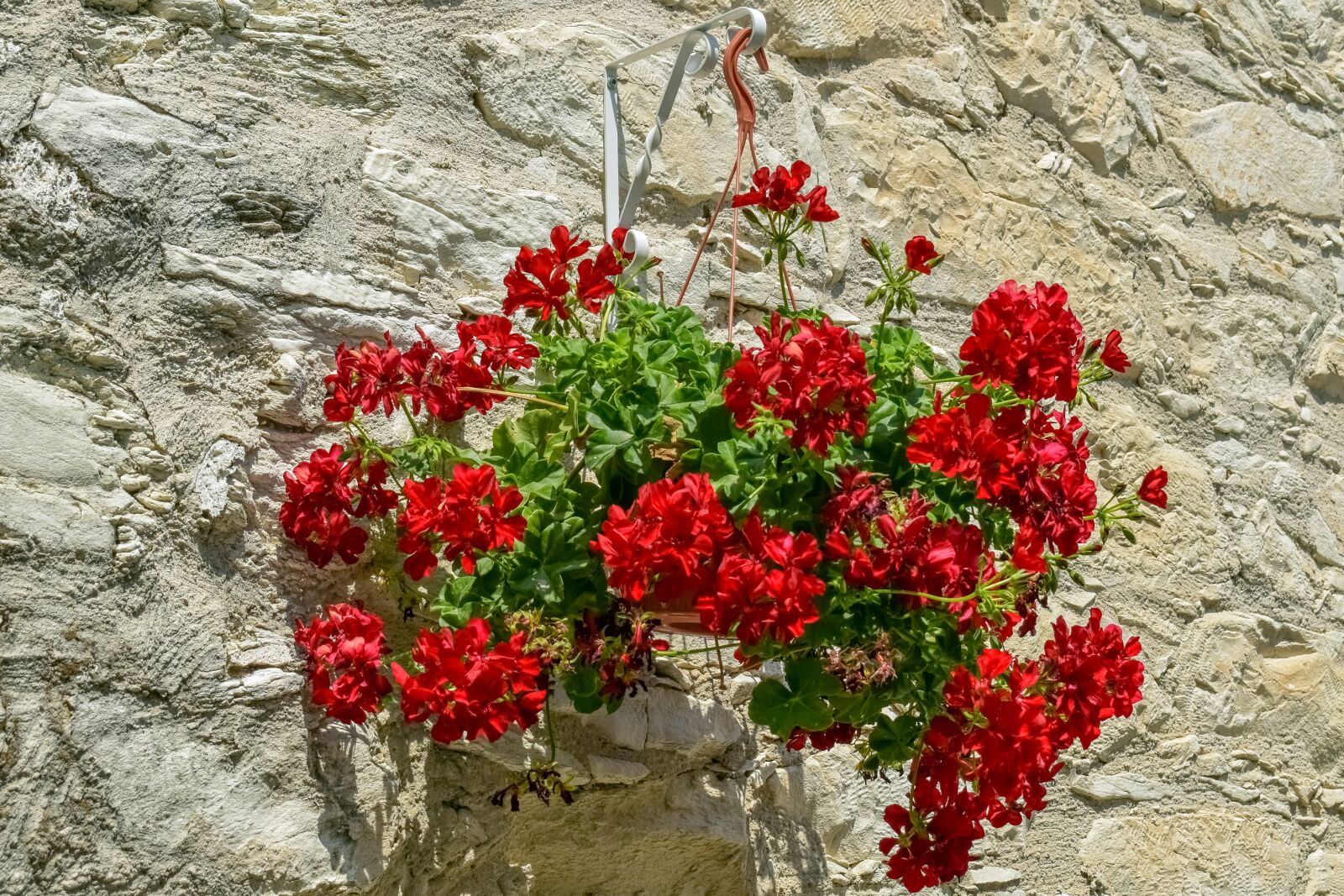 Nikon D3300 sample photo. Flowers, pot, wall photography