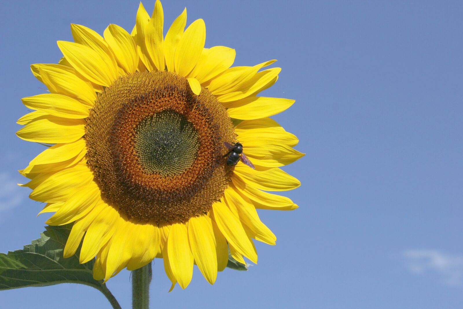 Canon EOS 60D + Canon EF-S 55-250mm F4-5.6 IS STM sample photo. Sunflower, bright, insect photography