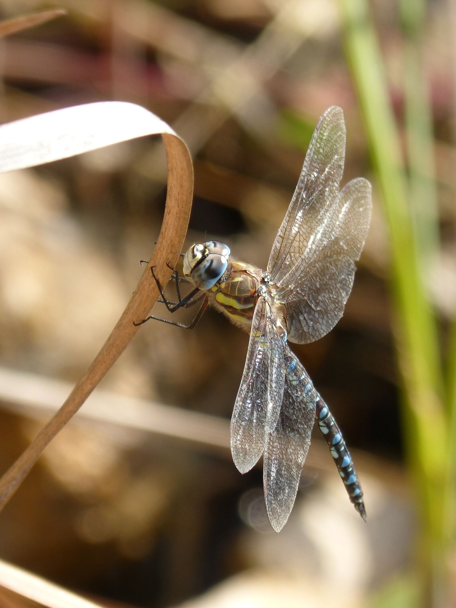 Panasonic DMC-FZ62 sample photo. Dragonfly, blue dragonfly, anax photography