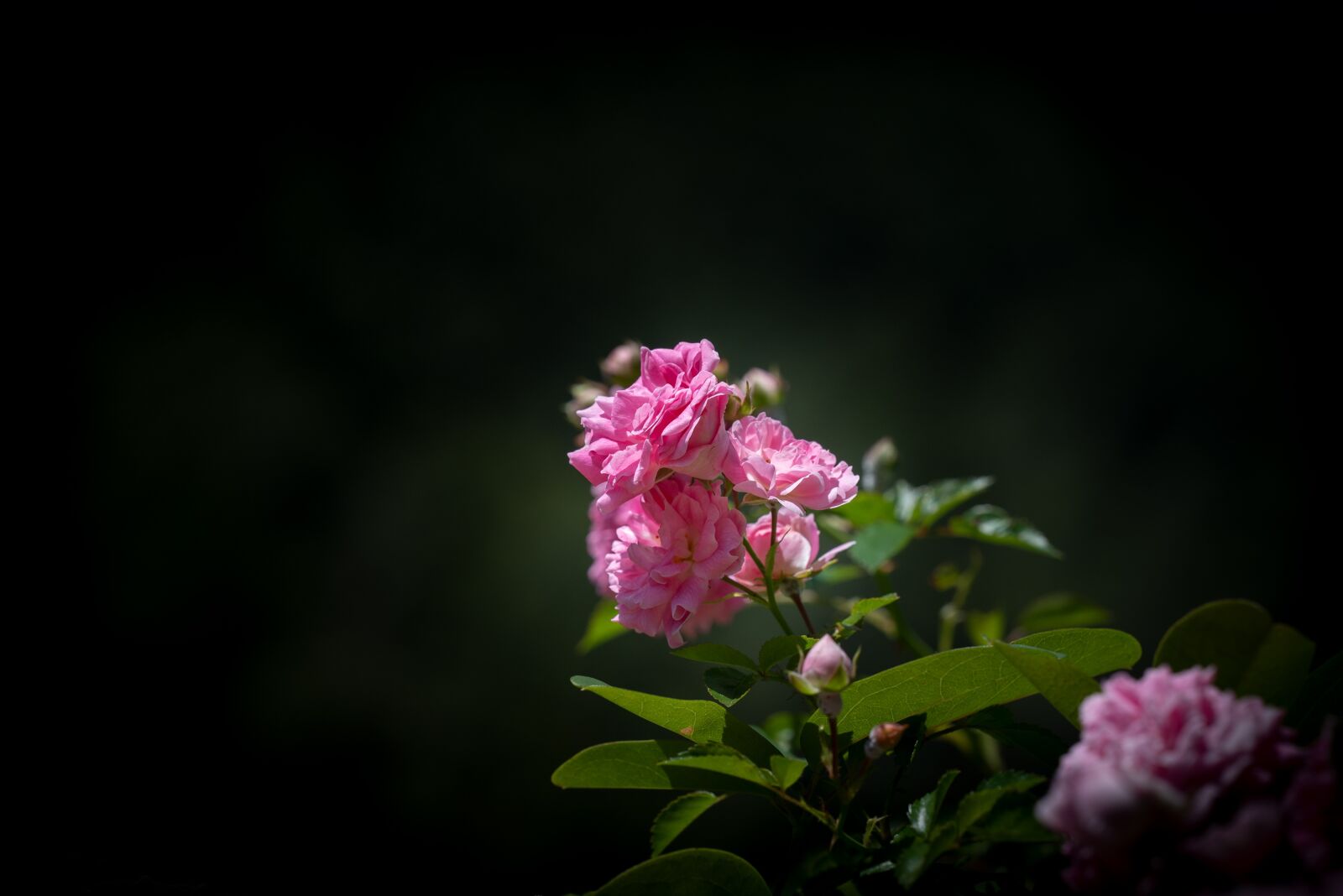 Nikon D750 sample photo. Roses, pink, flowers photography