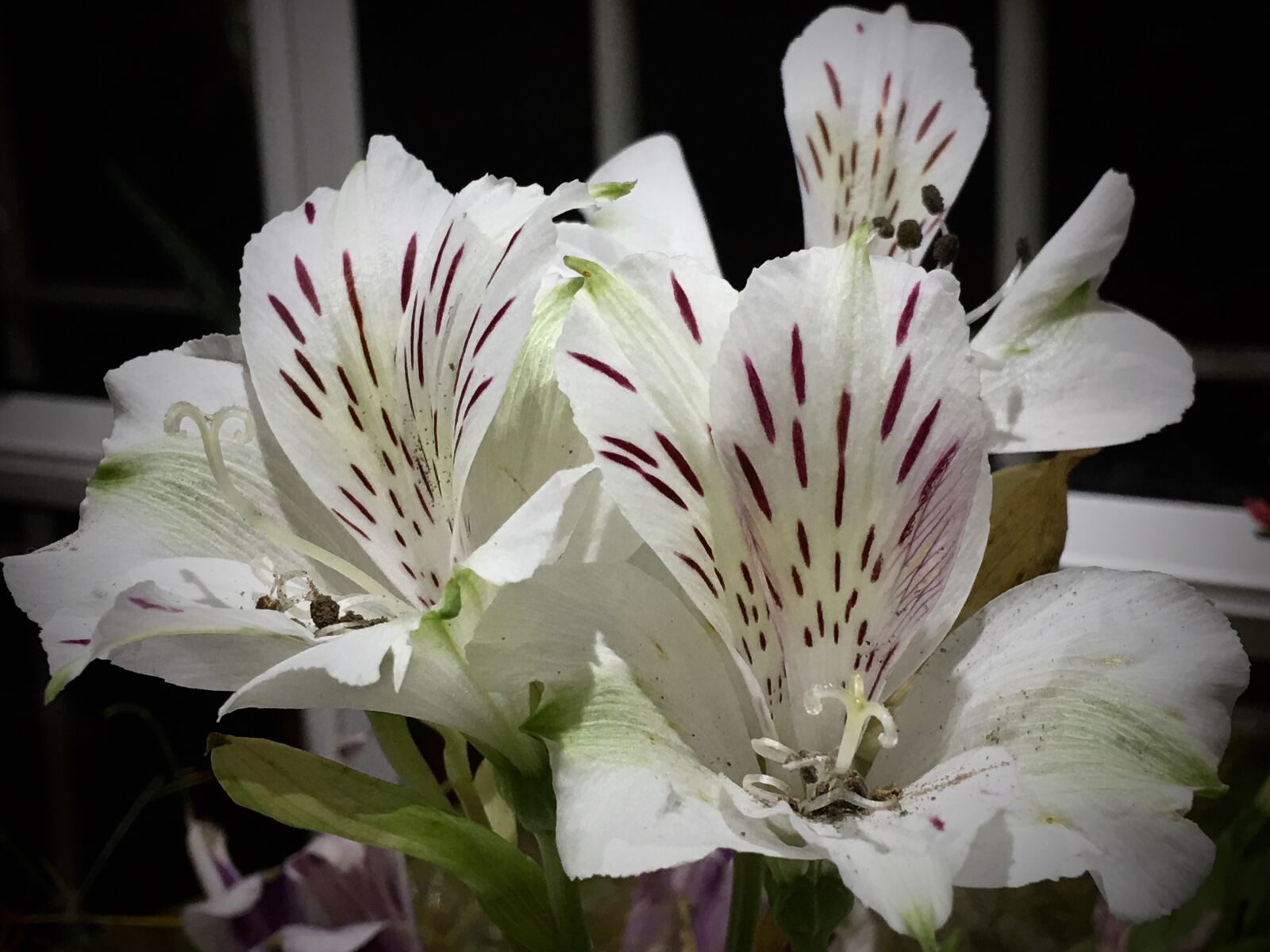iPhone 6s Plus back camera 4.15mm f/2.2 sample photo. White flowers, pistils, plant photography