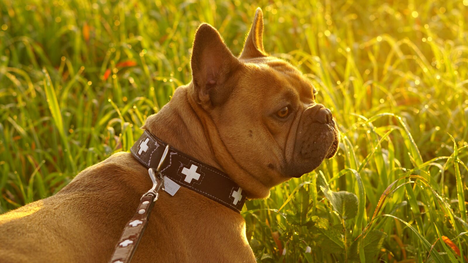 Sony a6000 sample photo. Background, go walkies, dog photography