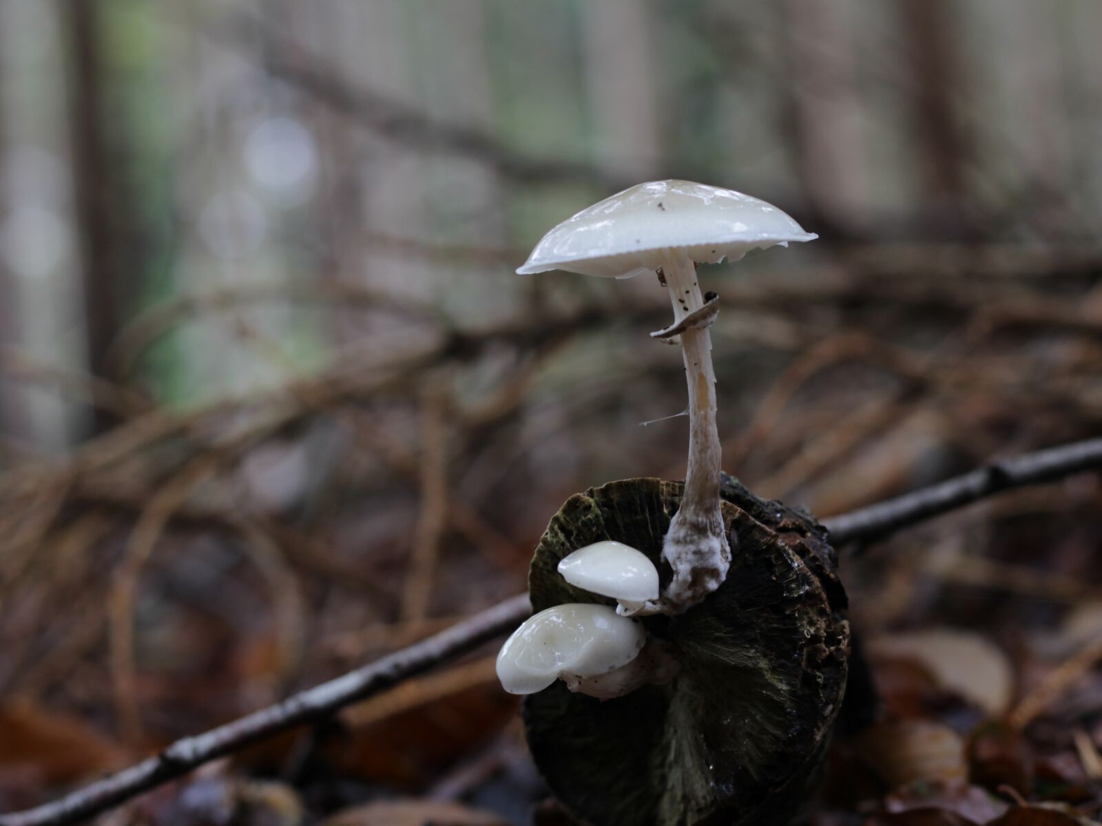 Canon EOS 600D (Rebel EOS T3i / EOS Kiss X5) + Canon EF 50mm F1.8 STM sample photo. Mushroom, autumn, forest photography