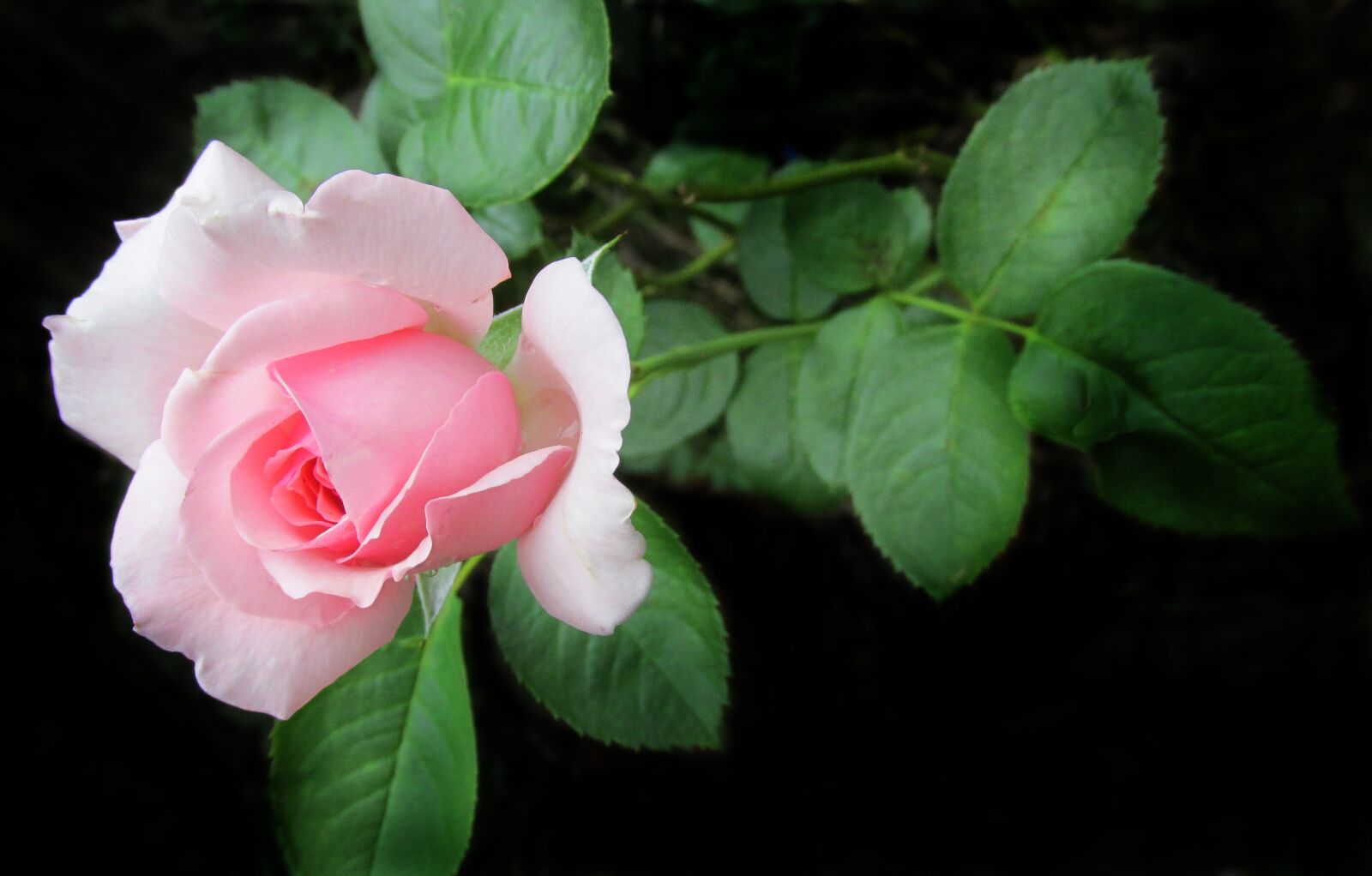 Canon PowerShot SX170 IS sample photo. Flower, pink, rose photography