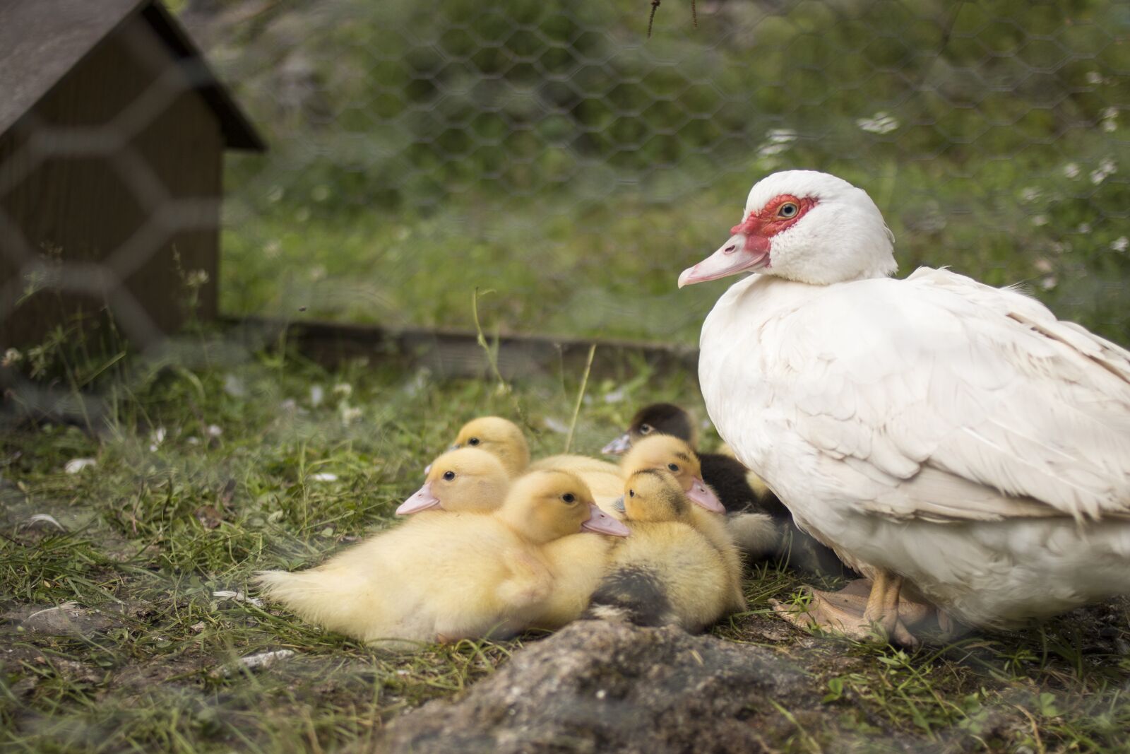 Canon EOS 70D + Canon EF 35mm F2 sample photo. Duck, cub, cute photography