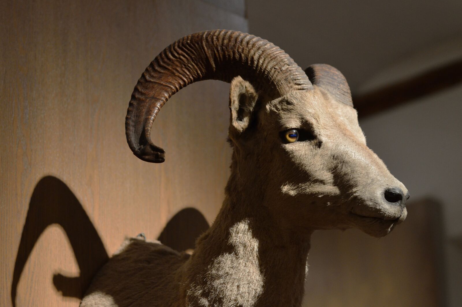Nikon D3200 sample photo. Specimen, biology, museum photography