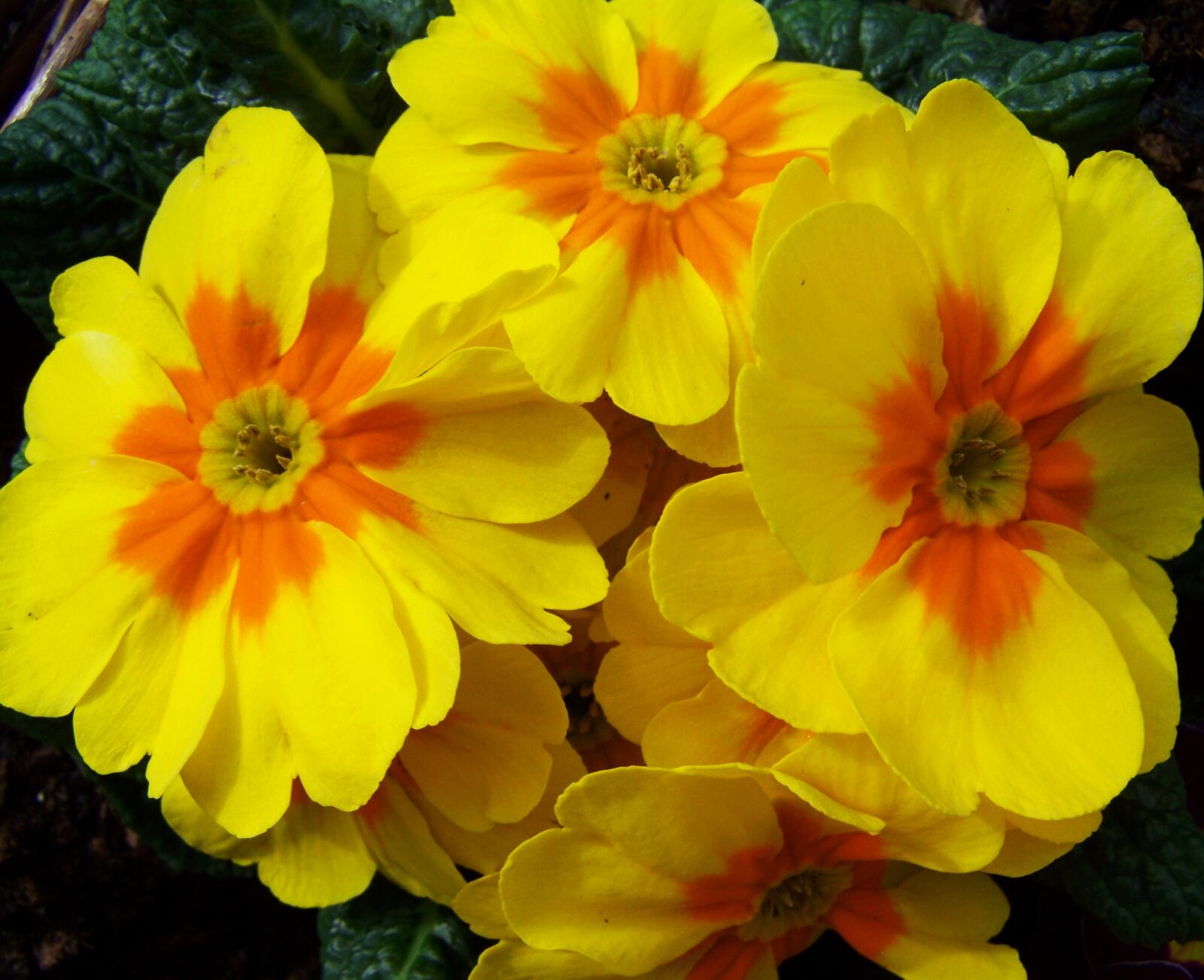 Kodak EASYSHARE ZD710 ZOOM DIGITAL CAMERA sample photo. Primrose, spring flower, yellow photography