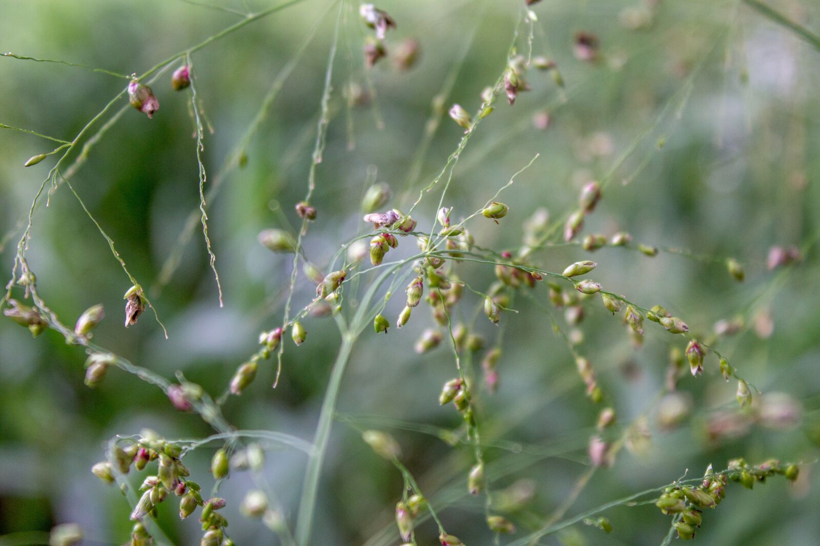 Canon EOS 1100D (EOS Rebel T3 / EOS Kiss X50) sample photo. Blur, nature, foliage photography
