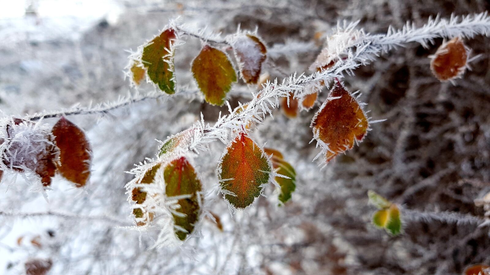 Samsung Galaxy S7 Edge sample photo. Winter, hoarfrost, frost photography